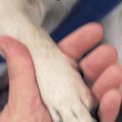 PazurOFF - Spokój przy każdej łapie